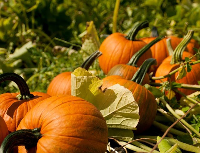 Half-Term Pumpkin Trail 