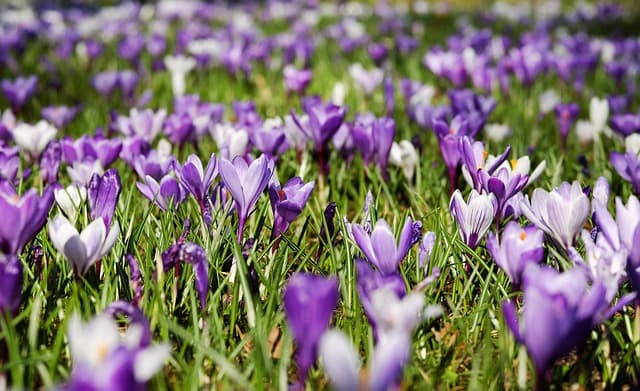 Crocus Planting in Elms Field