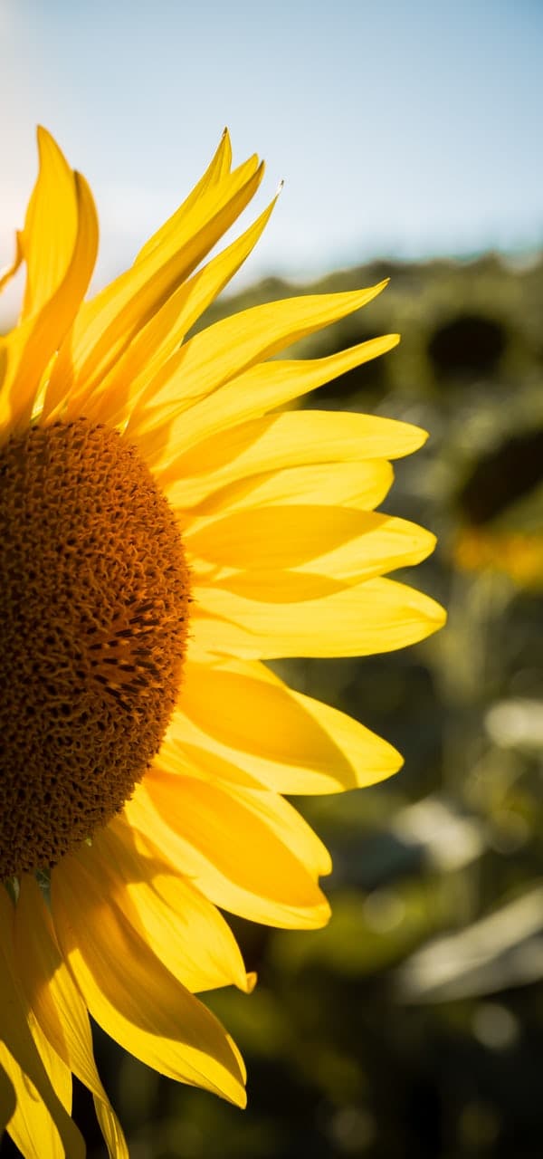 PYO Sunflower Farms near Berkshire