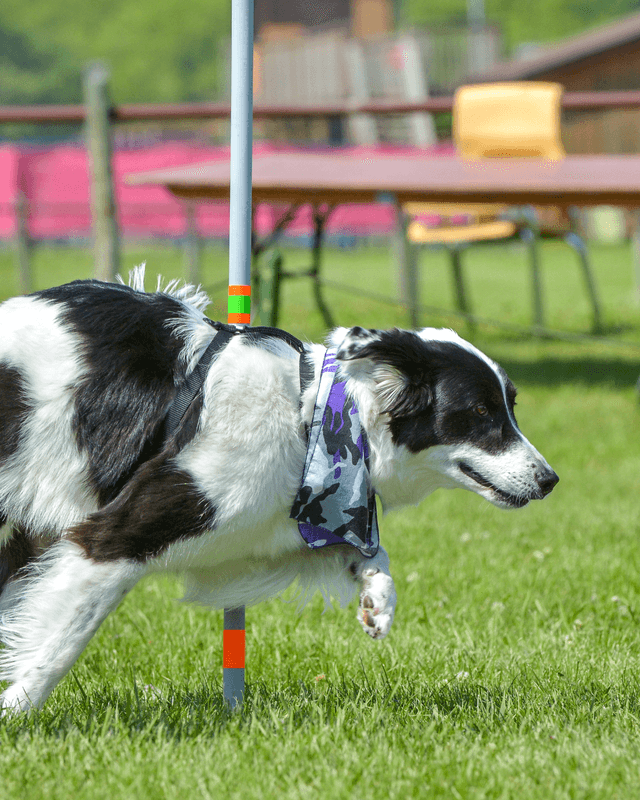 Crowthorne Carnival Dog Show